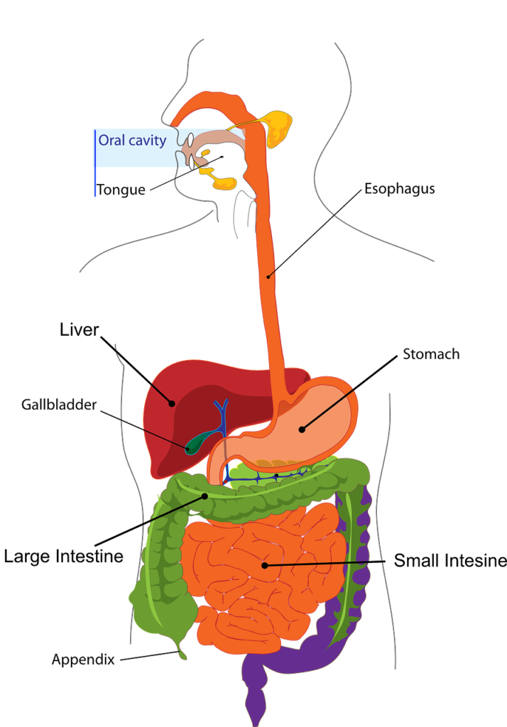 Cholecystitis - Symptoms, Diagnosis & Treatments